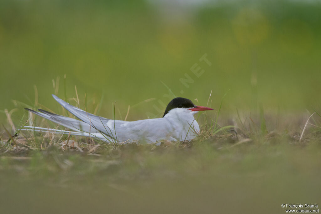 Arctic Tern