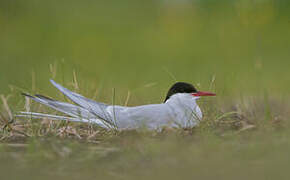 Arctic Tern