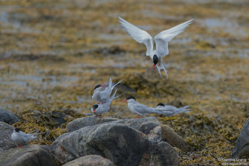 Sterne arctique