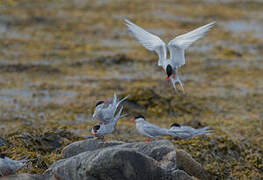 Arctic Tern