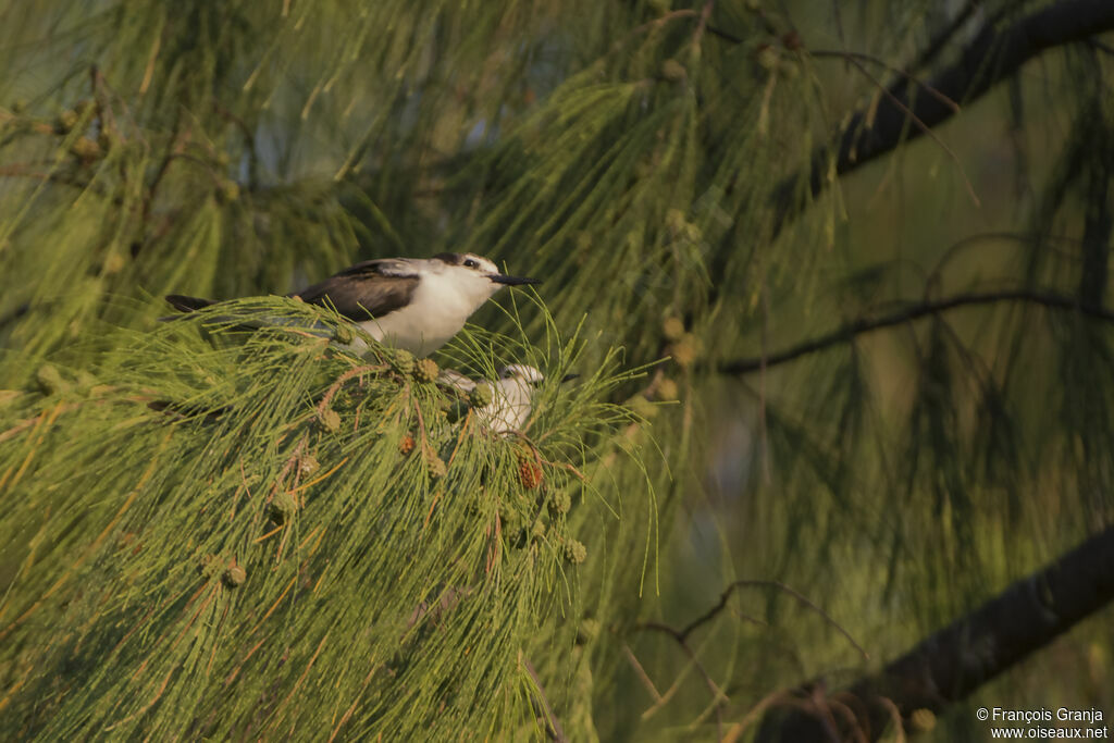 Bridled Tern