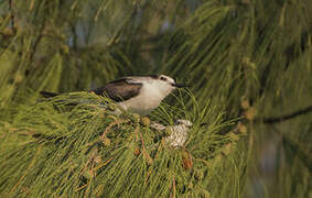 Bridled Tern