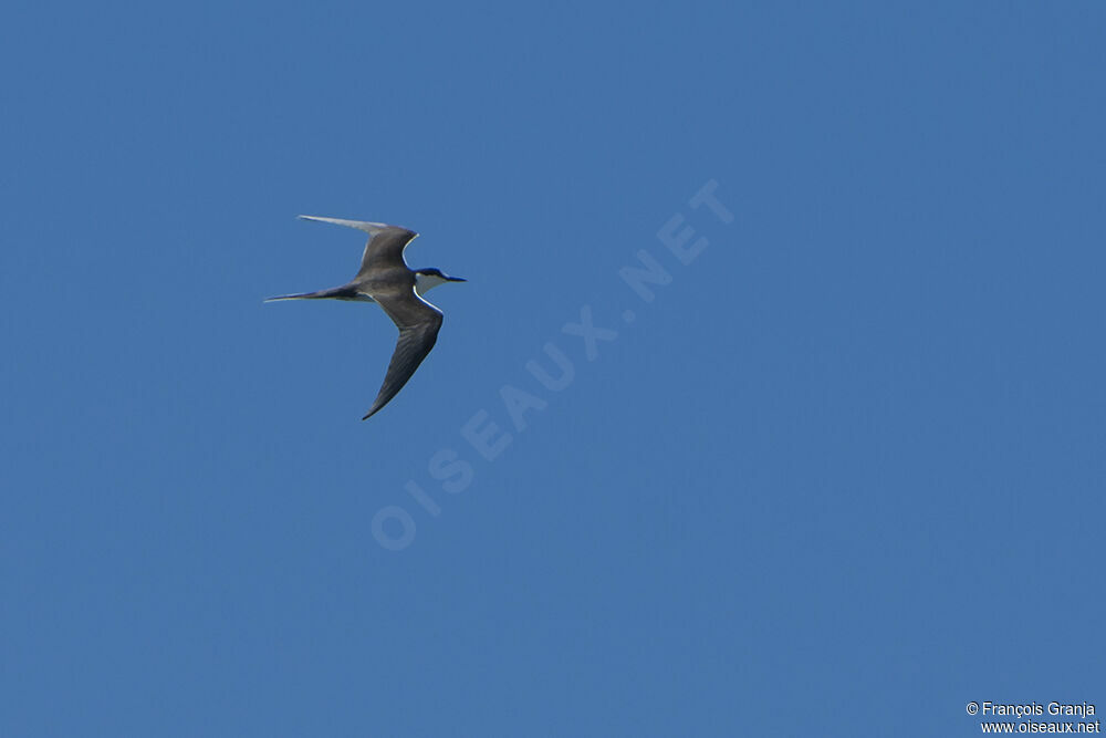 Bridled Tern