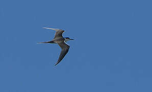 Bridled Tern