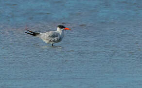 Caspian Tern