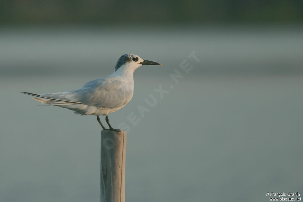 Sandwich Tern