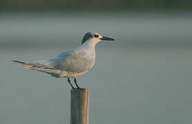 Sandwich Tern