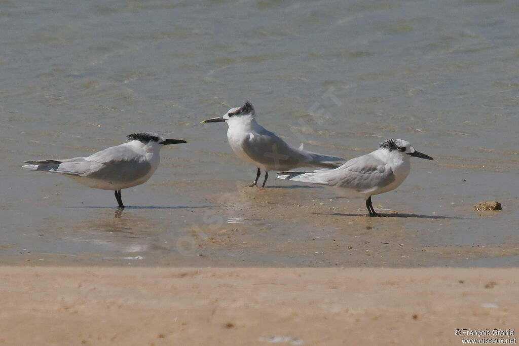 Sandwich Tern