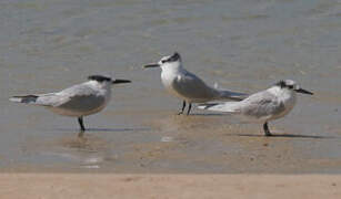 Sandwich Tern