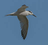 Cabot's Tern