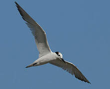 Cabot's Tern