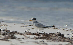 Saunders's Tern