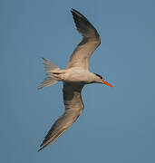 Elegant Tern