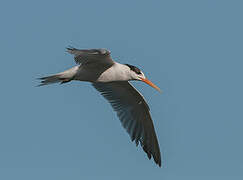 Elegant Tern