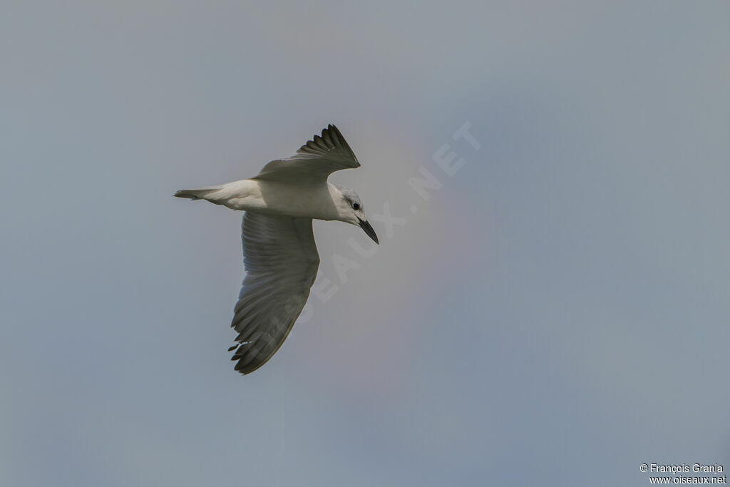 Gull-billed Tern