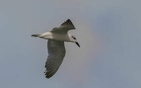 Gull-billed Tern