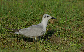 Gull-billed Tern