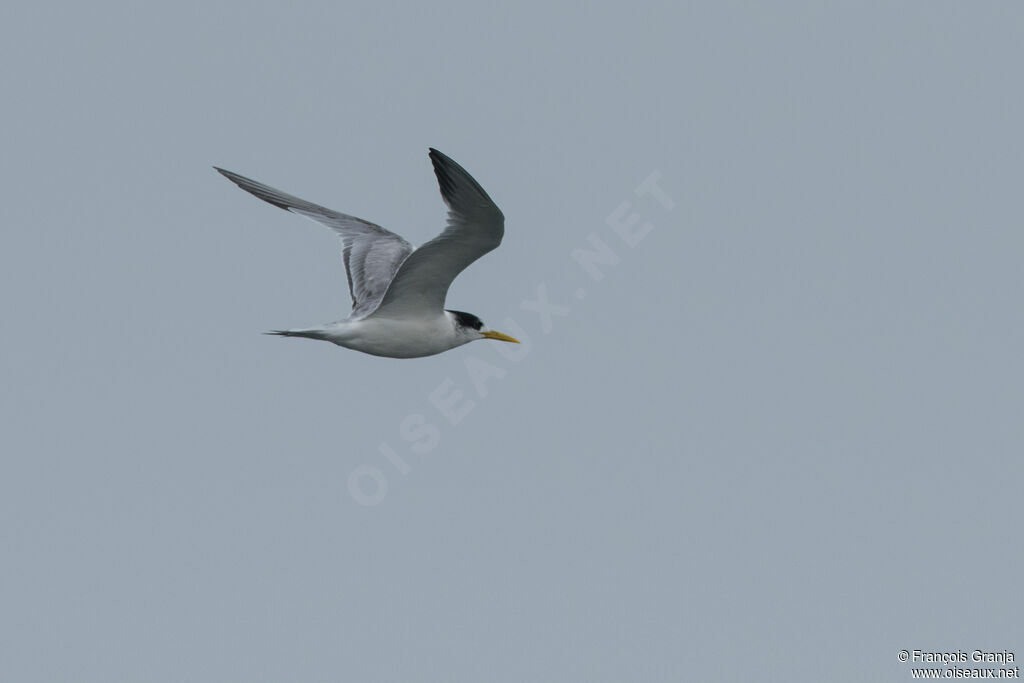 Greater Crested Tern