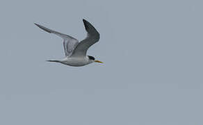 Greater Crested Tern