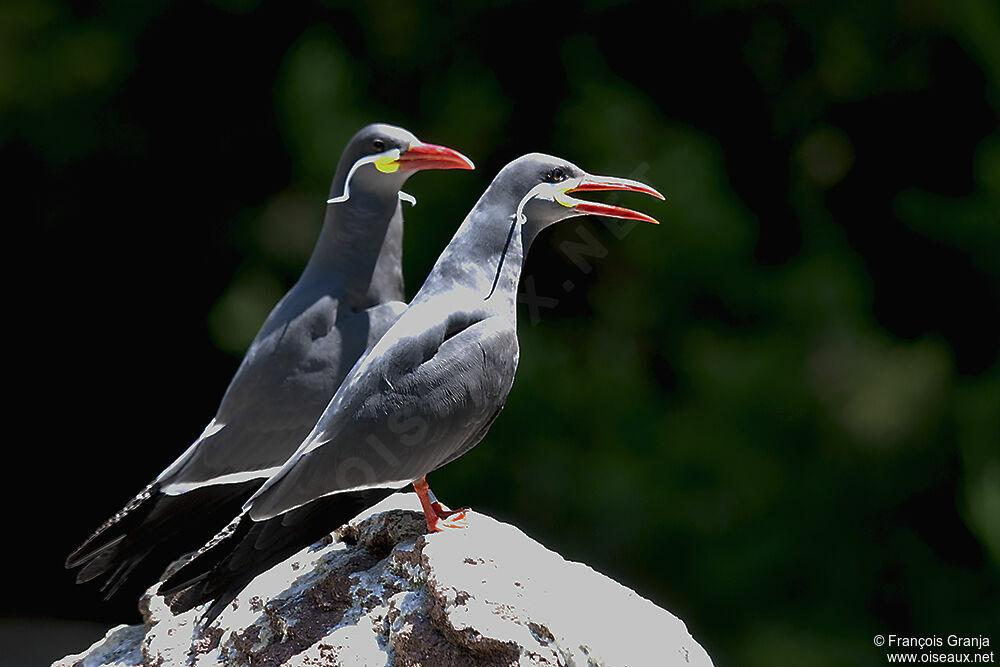 Inca Tern