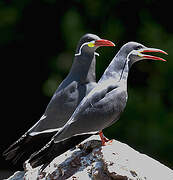 Inca Tern