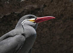 Inca Tern