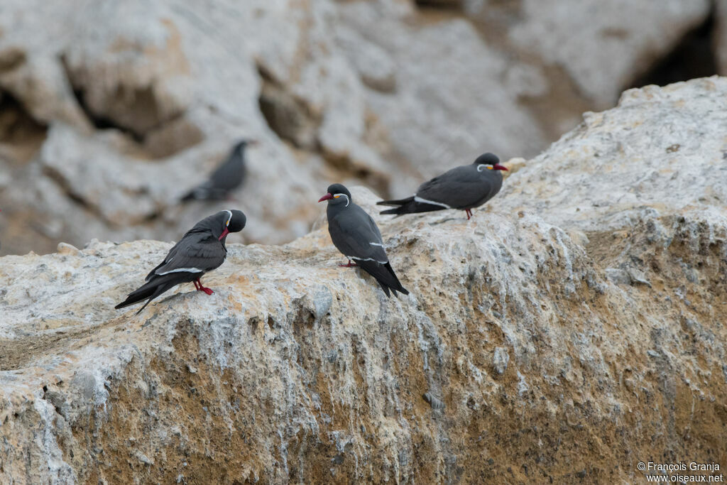 Inca Tern