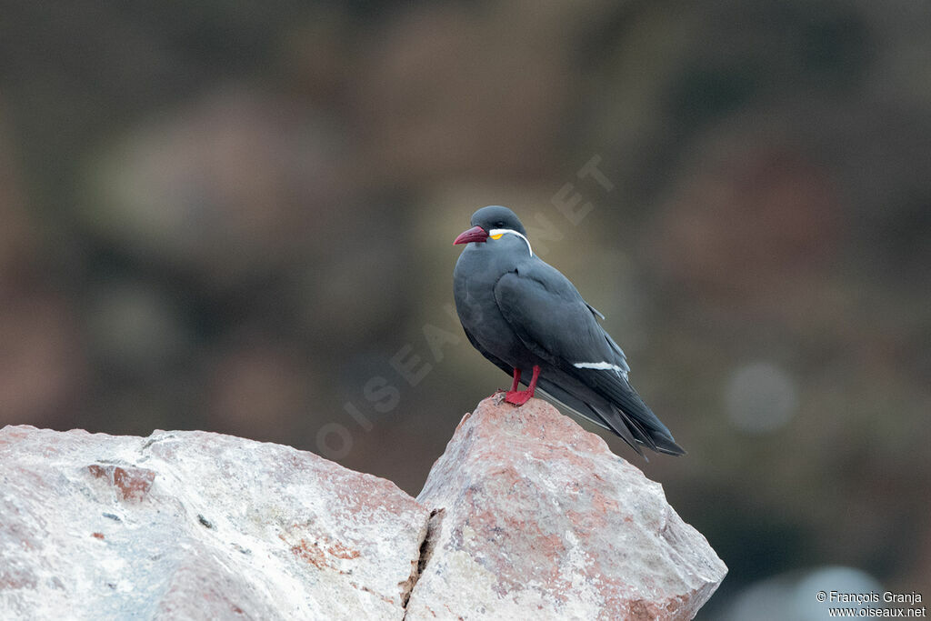 Inca Tern