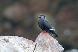 Inca Tern