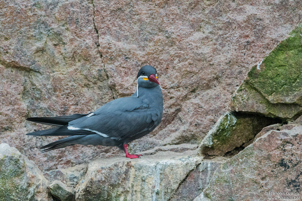 Inca Tern