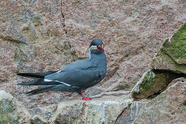 Inca Tern