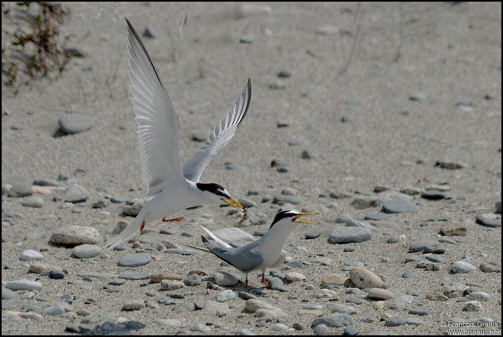Little Tern adult