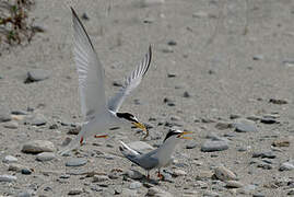 Little Tern