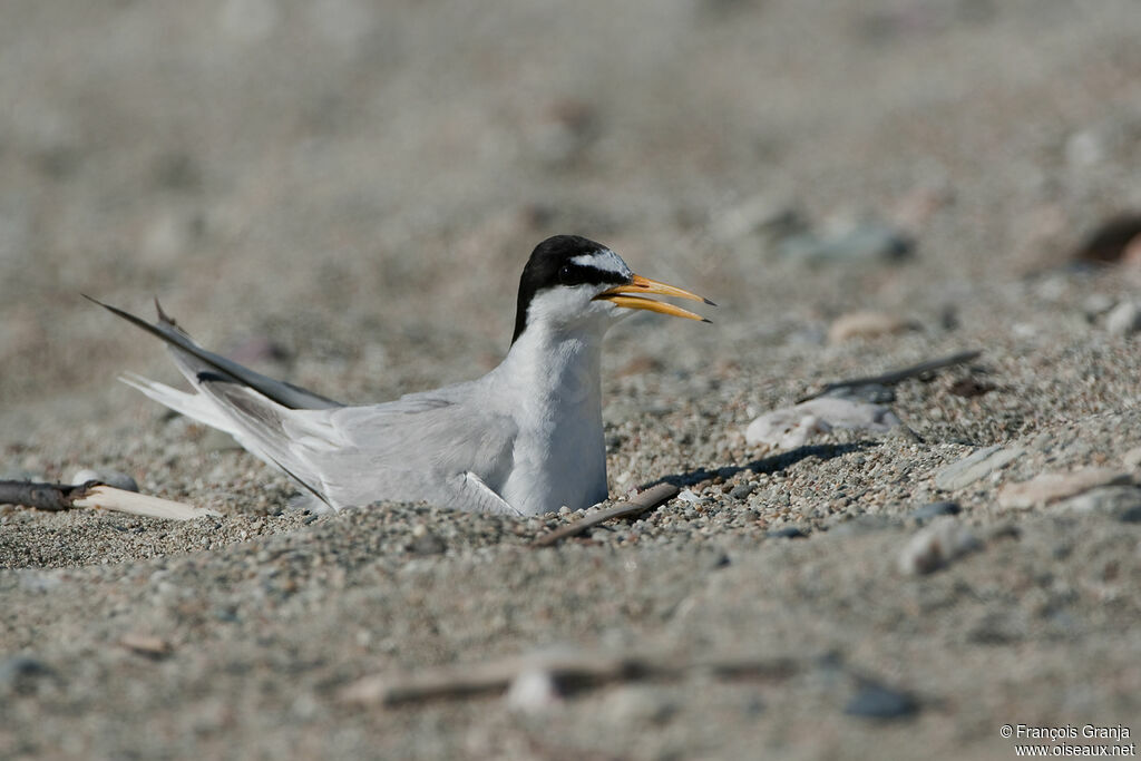 Little Tern, Reproduction-nesting