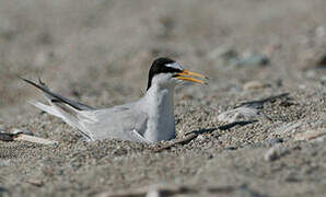 Little Tern