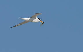 Little Tern