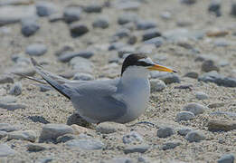 Little Tern