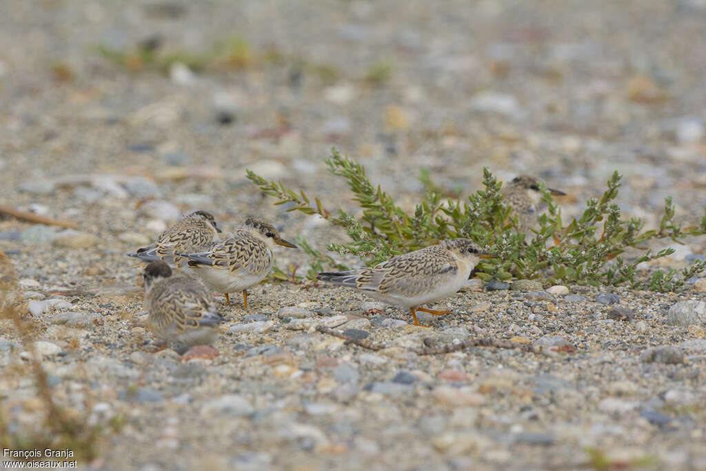 Sterne naine, habitat, camouflage