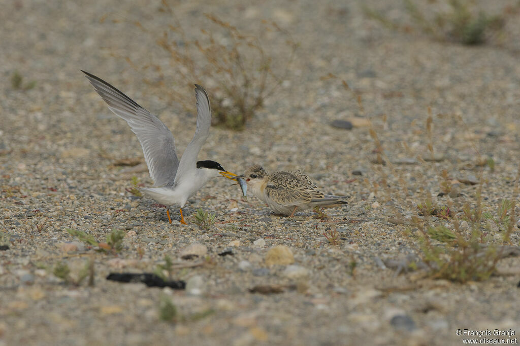 Little Tern