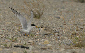 Little Tern