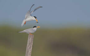 Little Tern