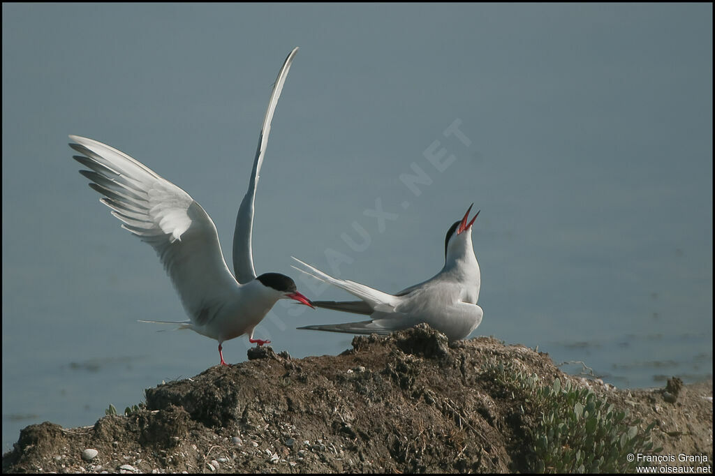 Common Tern 