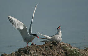 Common Tern