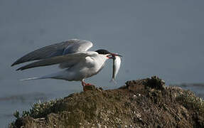 Common Tern