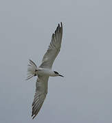 Common Tern