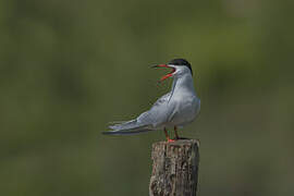 Common Tern