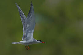 Common Tern