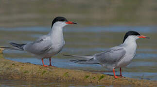 Common Tern