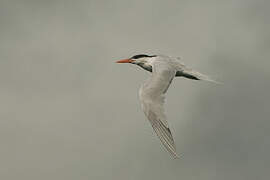 Royal Tern