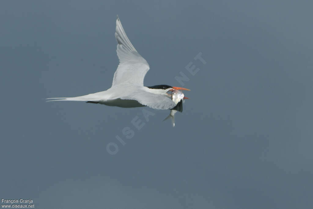 Sterne royaleadulte nuptial, pêche/chasse